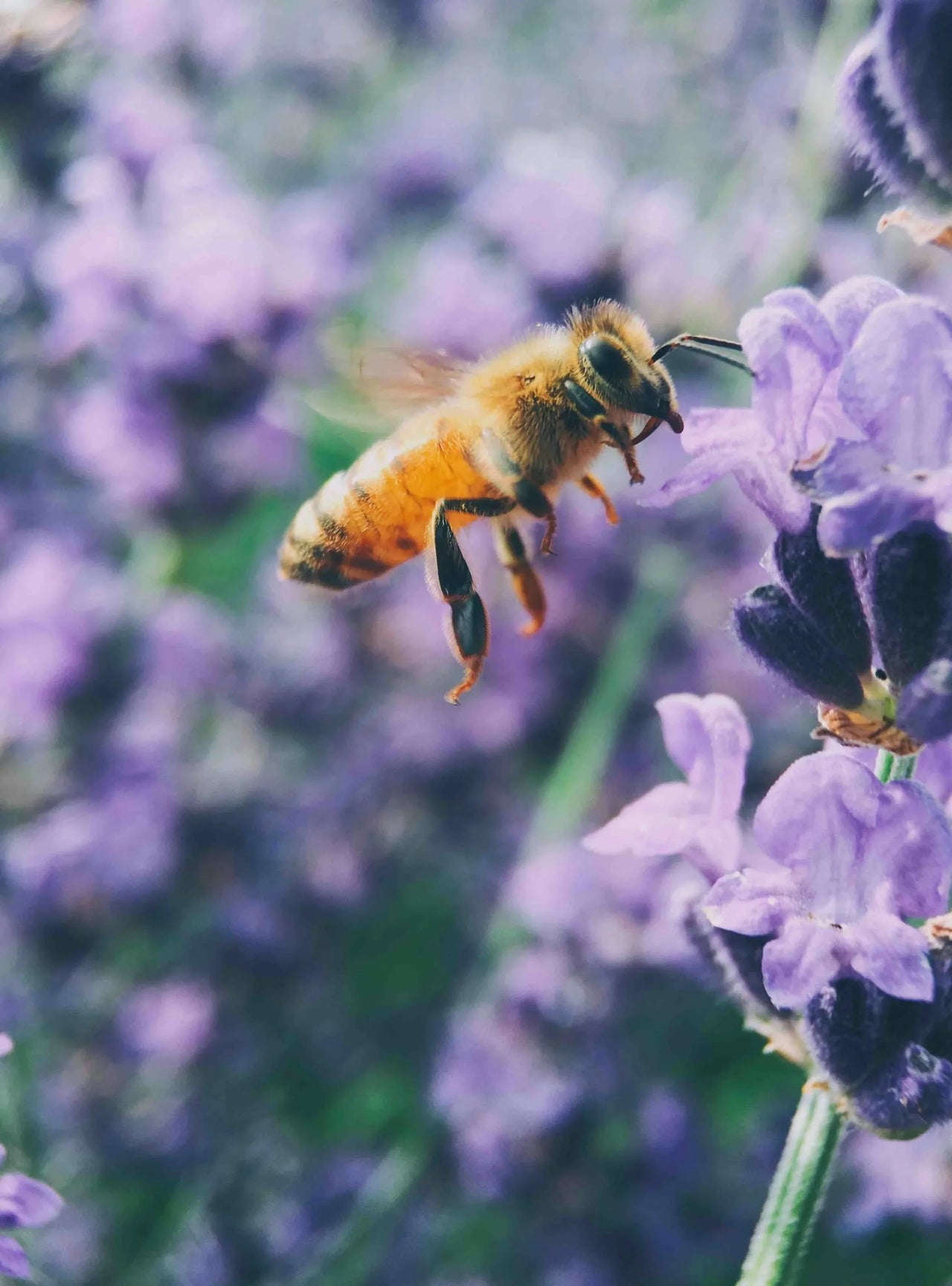 Power Pollinators