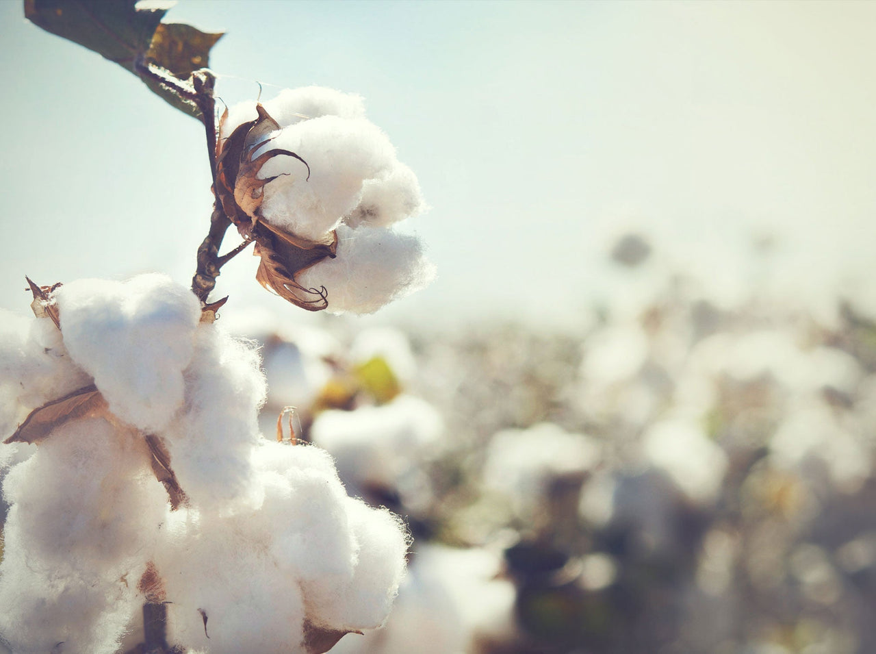 Ring Spun Cotton
